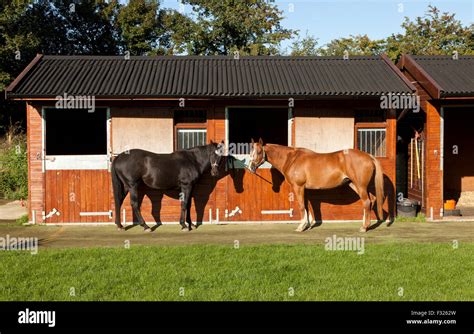 A Horse Outside .